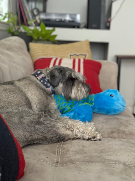 Charlie the Jumbo Turtle Toy