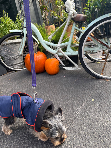 Zoomies All-Weather Coat - Navy