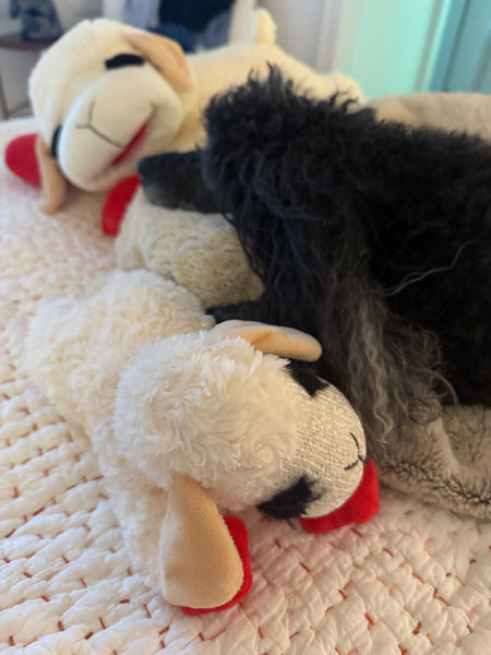 Lamb Chop Toy
