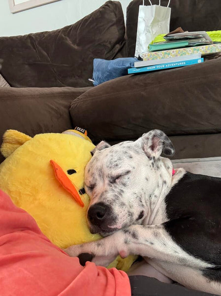Large Chick 🐥 Ball