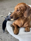 Ballistic Nylon Duck Toy