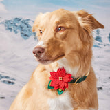 Pointsettia Dog Collar Flower