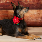 Pointsettia Dog Collar Flower