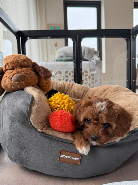 Zoomies Cuddle Bed - Charcoal