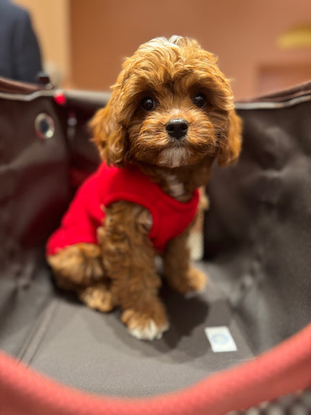 Zoomies Fleece Shell - Red