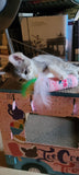 Olicat Cat Toys