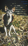 Zoomies Classic Coat  - Camouflage/Orange