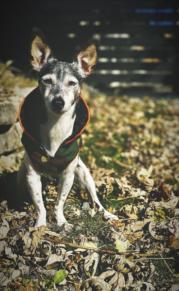Zoomies Classic Coat  - Camouflage/Orange