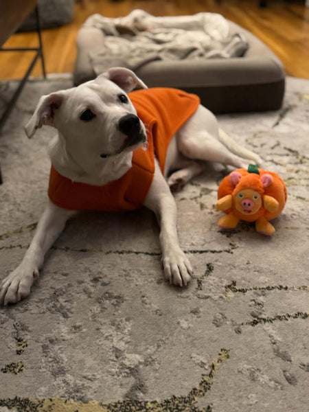 PUMPKIN PIG TOY