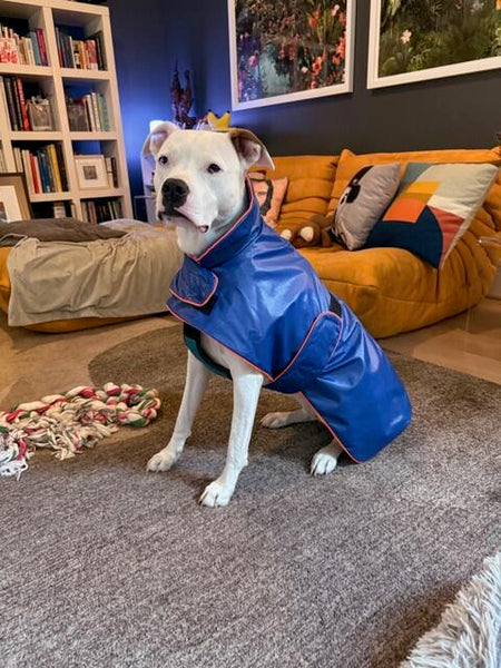 Zoomies Essential Sport Raincoat - Royal Blue
