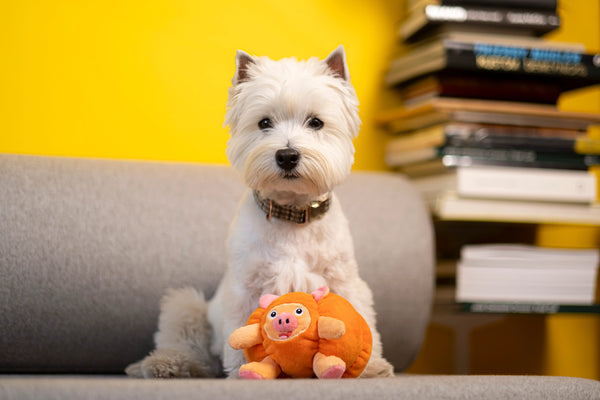 PUMPKIN PIG TOY