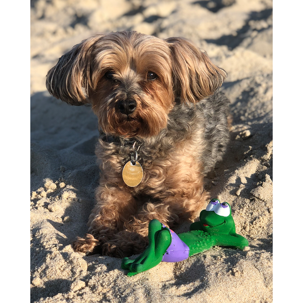 Squeaky Beach Frog Toy