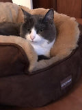 Zoomies Cuddle Bed - Charcoal