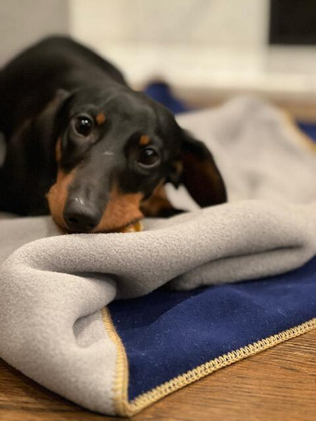 Zoomies Fleece Blanket - Navy